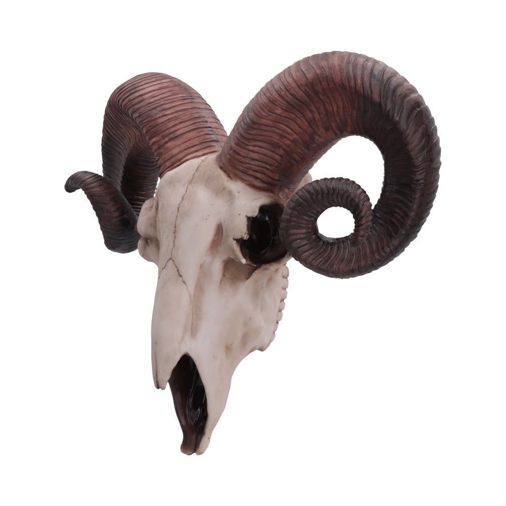 Rams Skull Medium 33cm